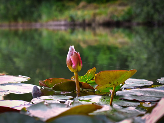 seerose